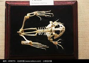 牛蛙骨头拼成人形视频,揭秘人形拼接背后的奥秘