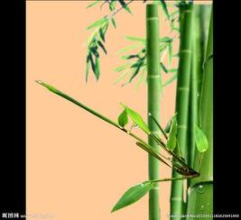 竹子成人教程视频网站,探索竹艺之美，开启心灵之旅