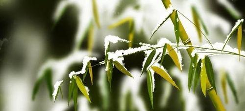 竹子成人教程视频网站,探索竹艺之美，开启心灵之旅