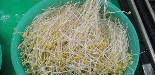 豆子变成人的视频大全