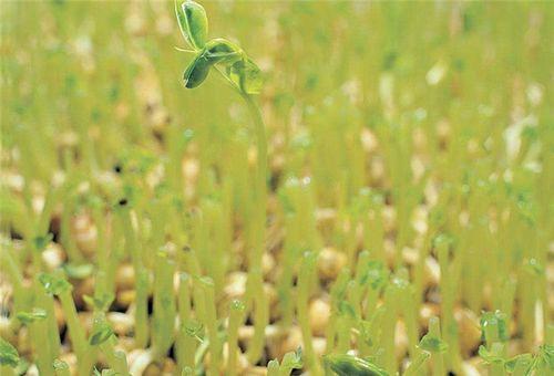 豆子变成人的视频大全