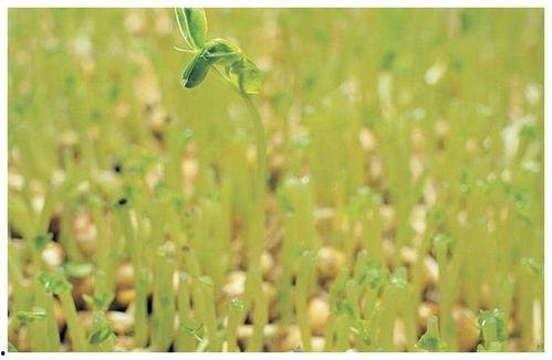 豆子变成人的视频大全