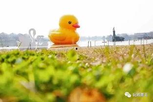 大黄鸭成人精品视频,一场视觉与情感的盛宴